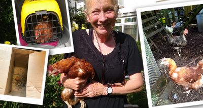 Chicken survives 90-mile journey under a lorry